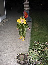 pics04~2