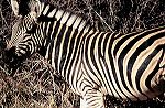 south_africa_11_edited-1