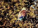 south_africa_15_edited-1