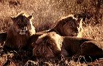 south_africa_5_edited-1
