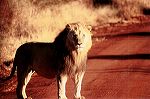 south_africa_6_edited-1