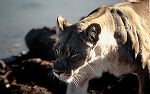 south_africa_7_edited-1
