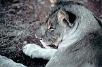 south_africa_8_edited-1