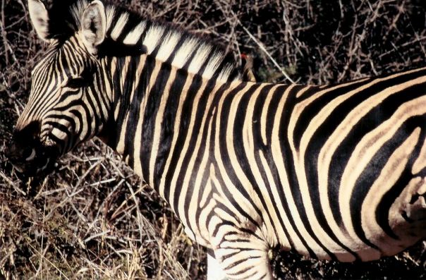 south_africa_11_edited-1.jpg