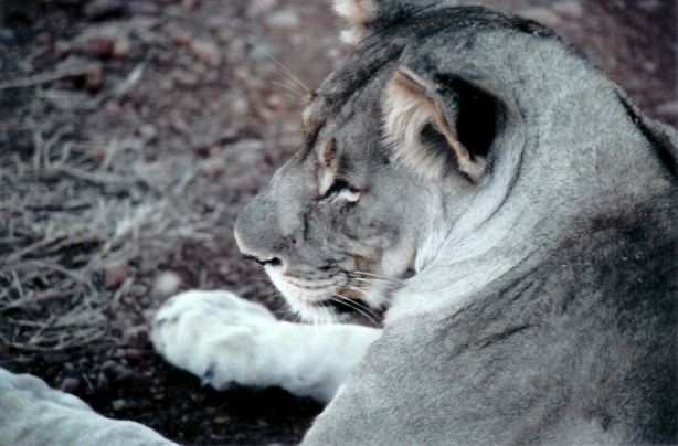 south_africa_8_edited-1.jpg